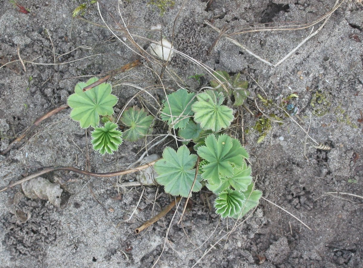 Манжетка Alchemilla mollis Robustica