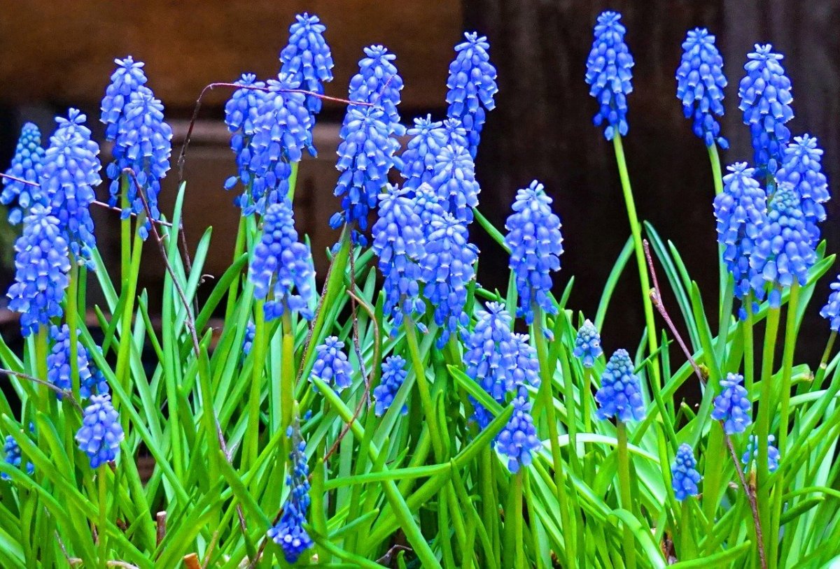 Мускари azureum