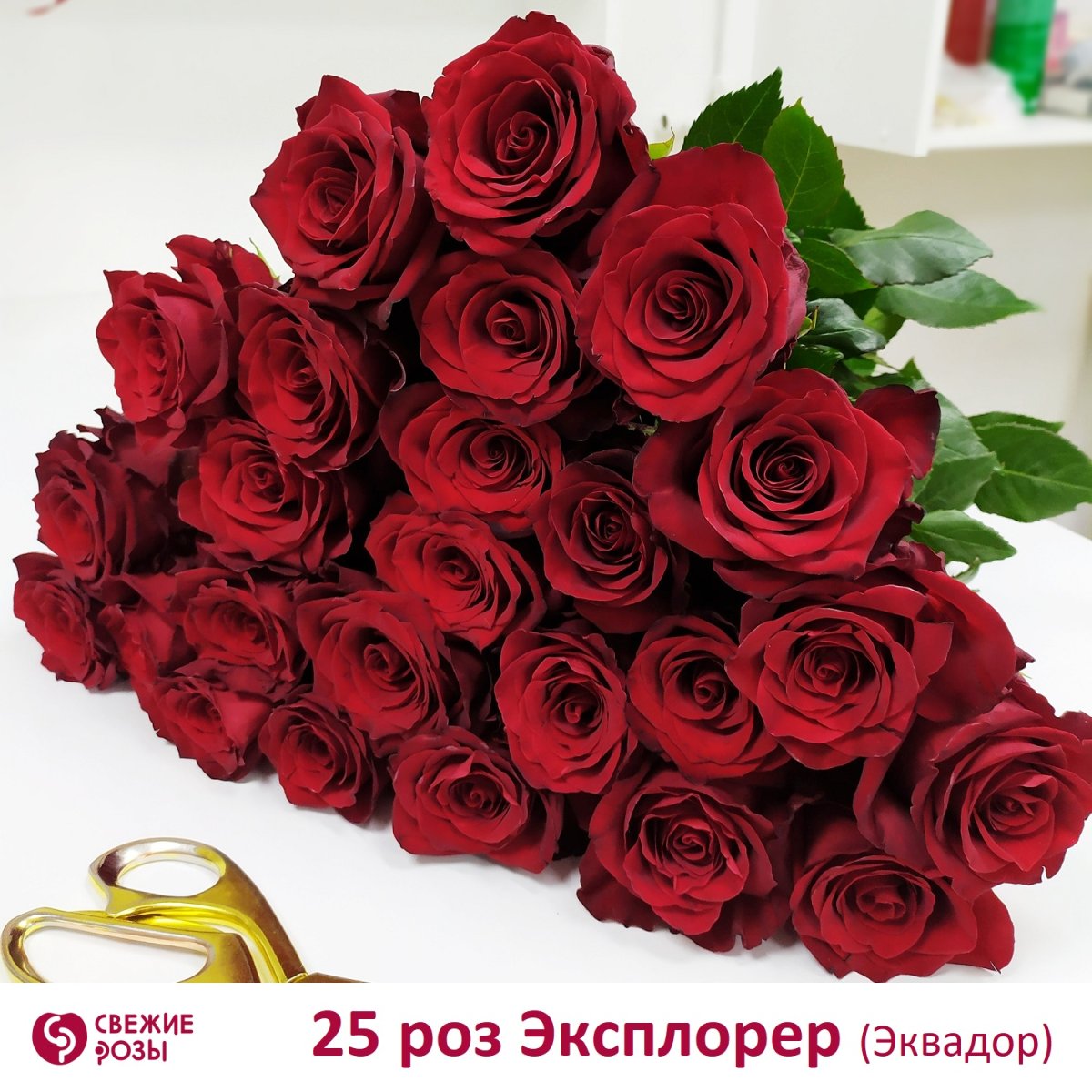 Роза эксплорер фото и описание отзывы