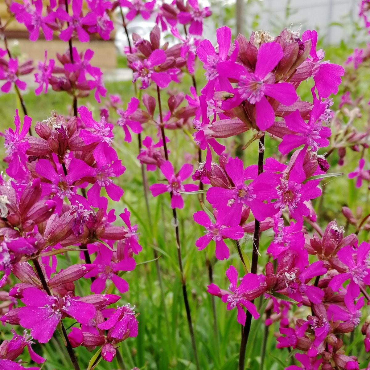 Лихнис Вискария Спленденс