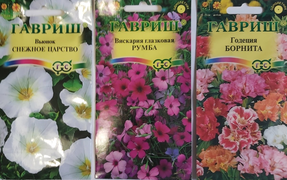 Гвоздика травянка