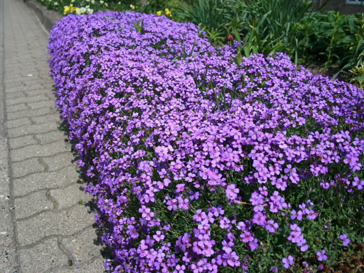 Лихнис Вискария