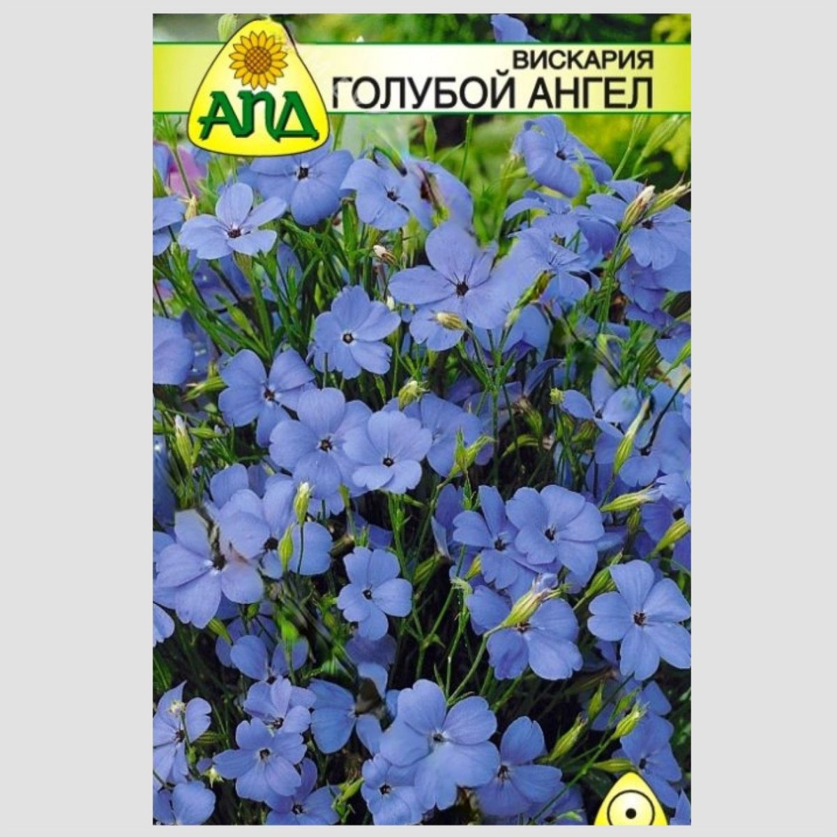 Лихнис Вискария Смолка