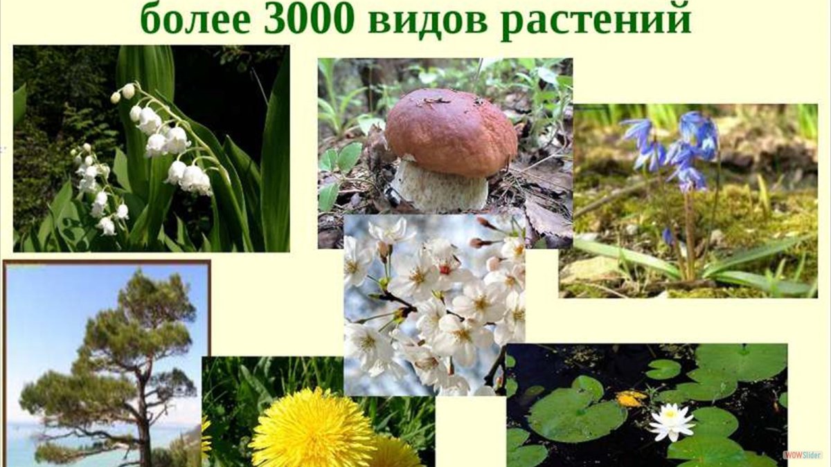 Штернбергия безвременниковоцветная
