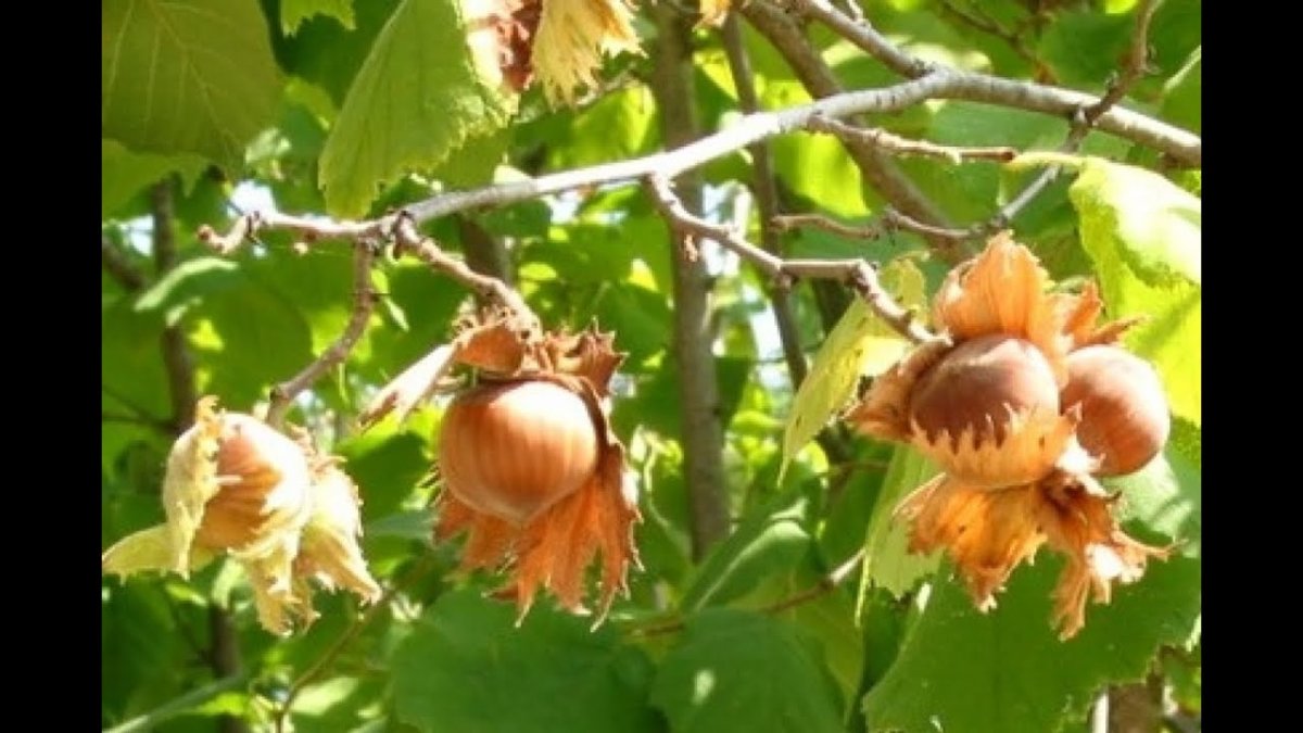 Corylus colurna лещина древовидная
