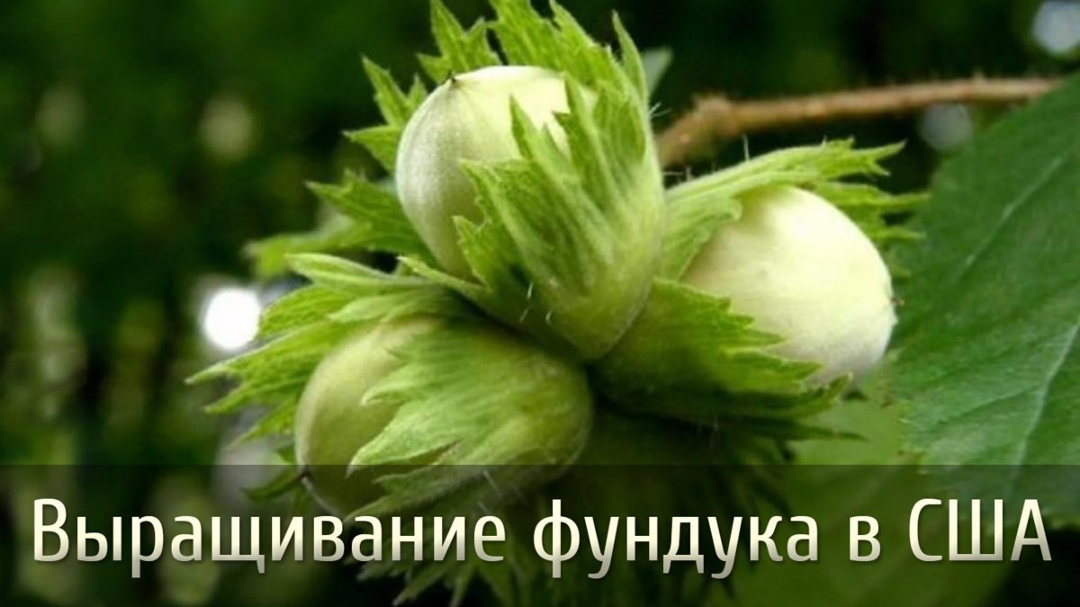 Орех из гофробумаги