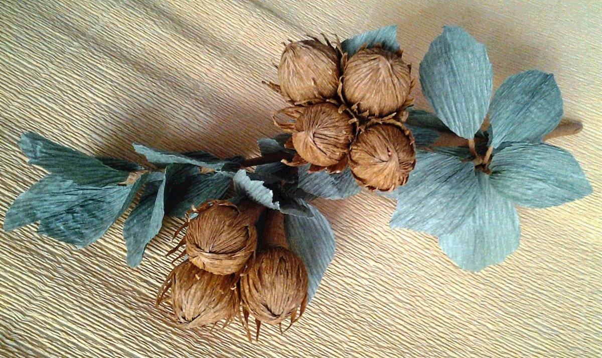 Corylus avellana цветы