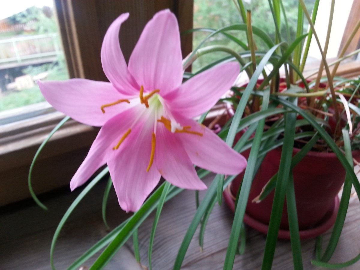 Zephyranthes rosea