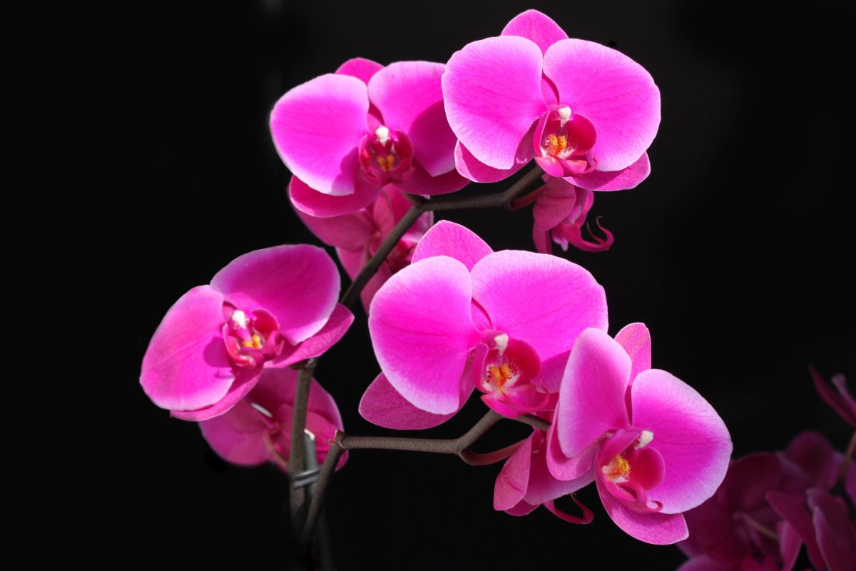 Фаленопсис Орхидея Pink