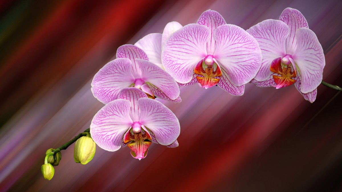 Красивые цветы орхидеи
