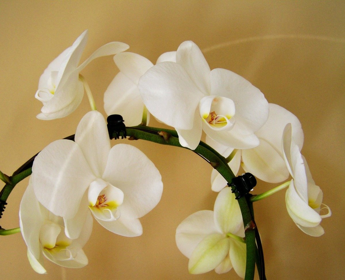 Орхидеи Orchid