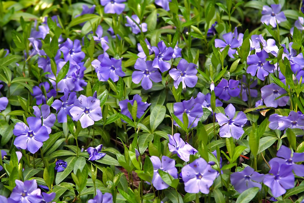 Барвинок малый (Vinca Minor)