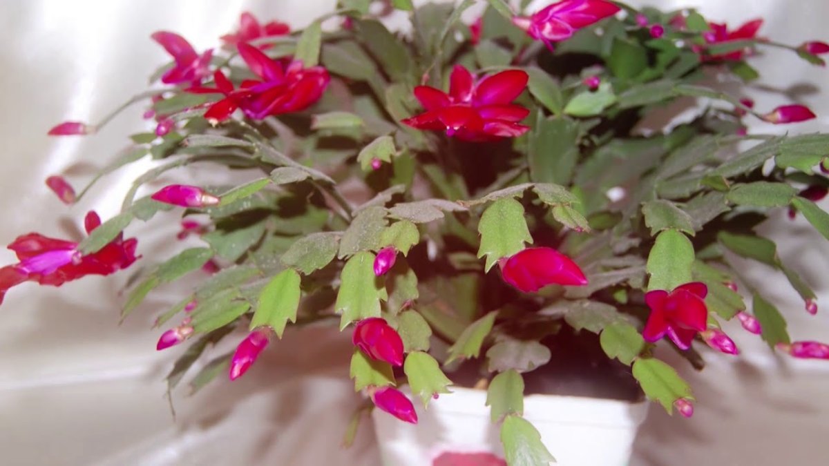Шлюмбергера Pink Rose
