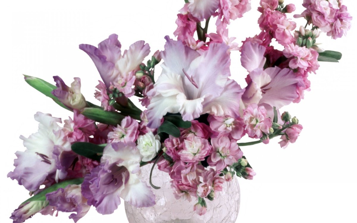 Large flowering Mix Гладиолус