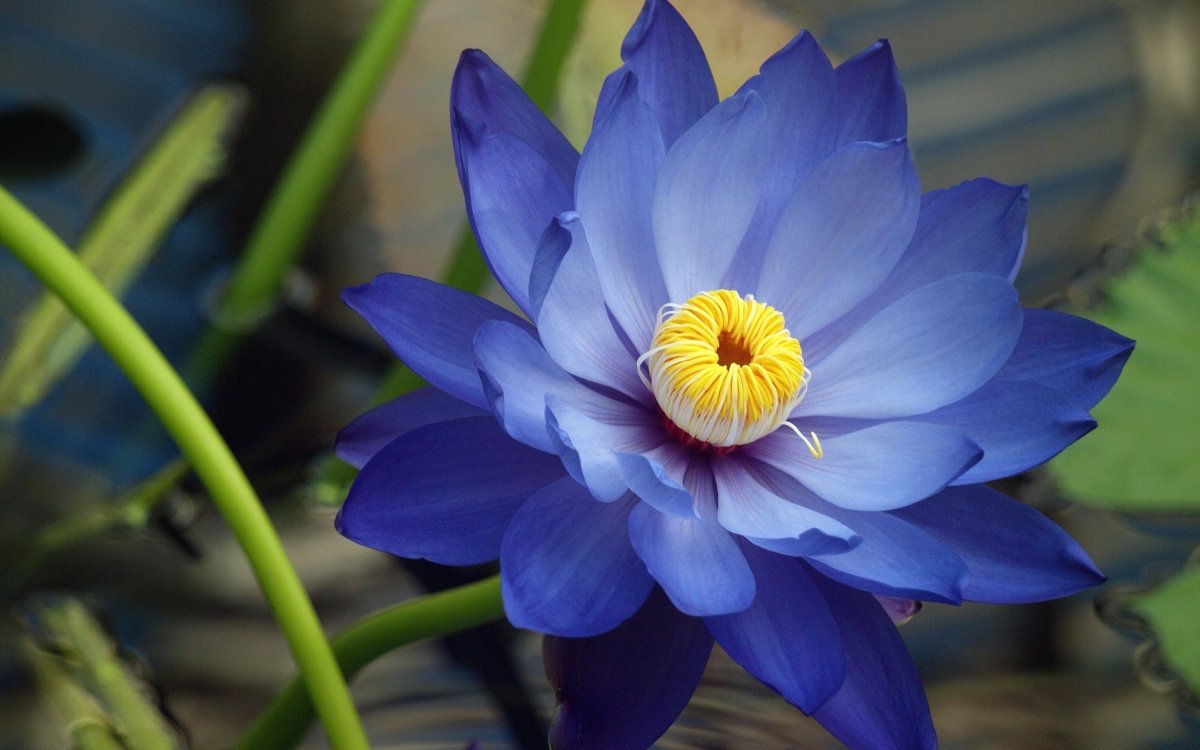 Голубой Лотос (Nymphaea caerulea)