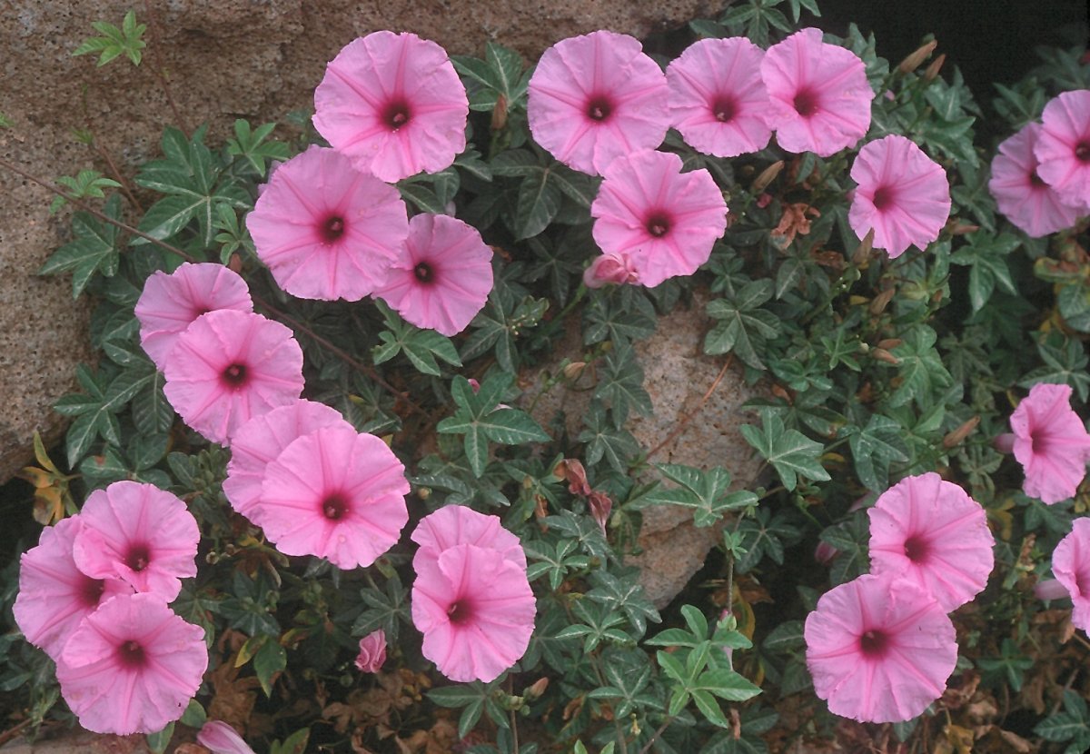 Ipomoea cairica (l.) Sweet
