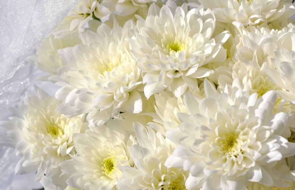 Астра Aster coloradoensis