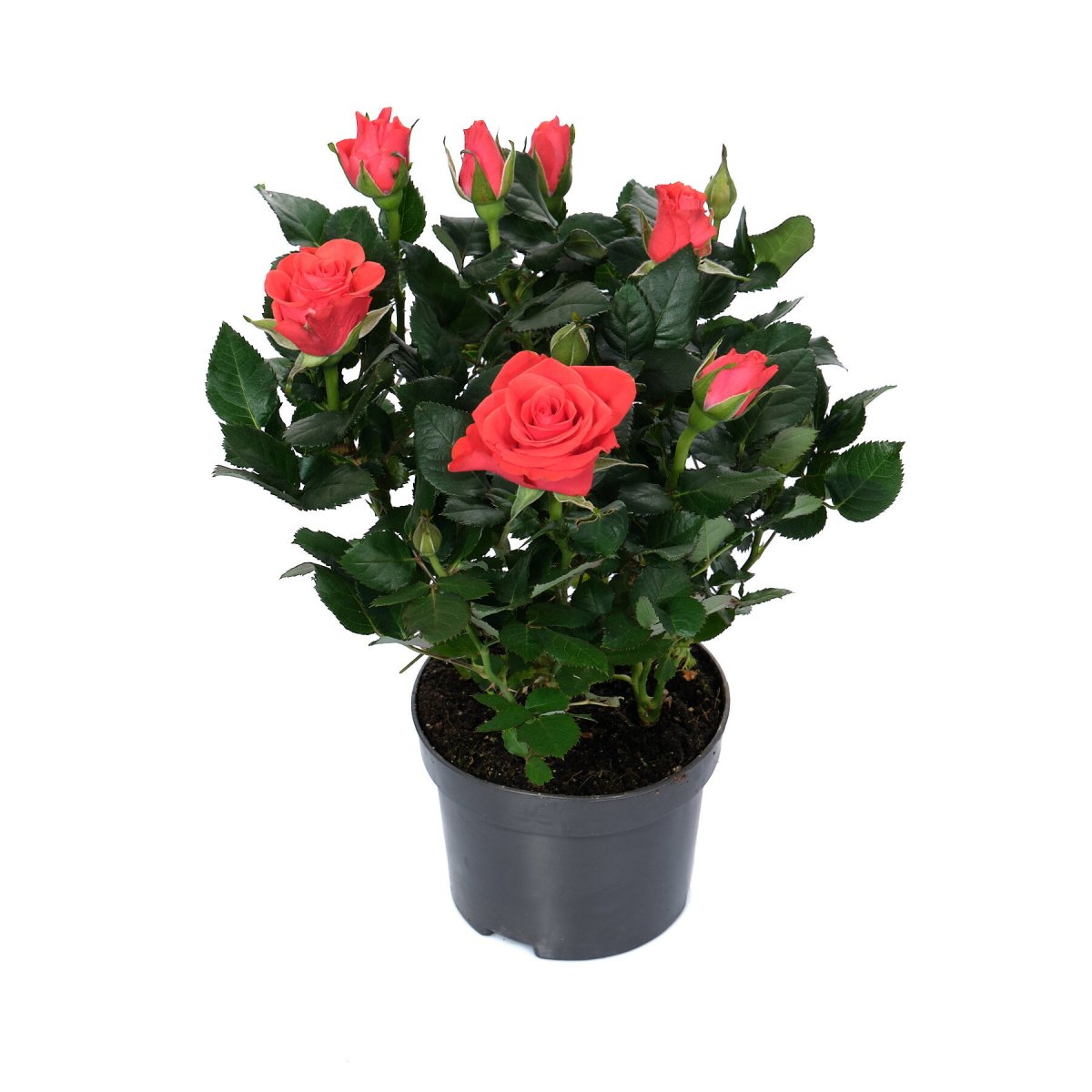 Роза Кордана (Rosa Kordana)