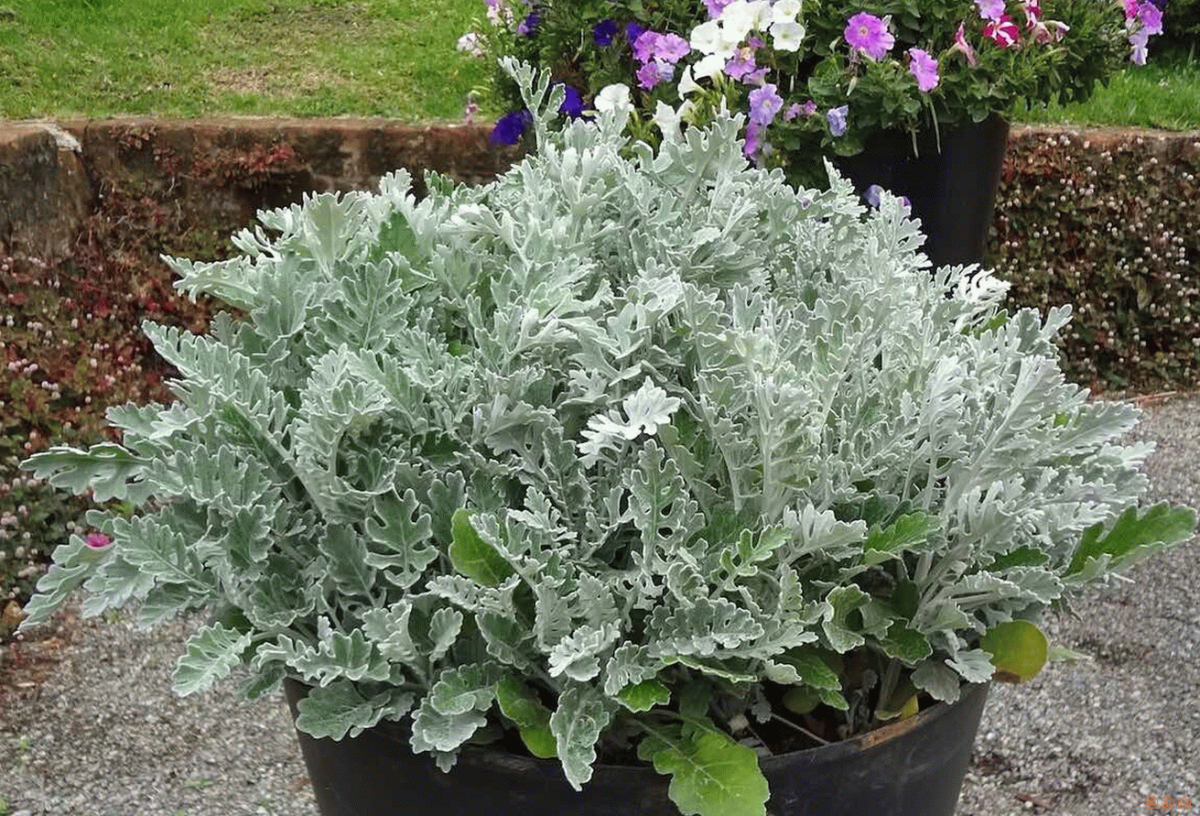 Цинерария Приморская (Senecio cineraria)