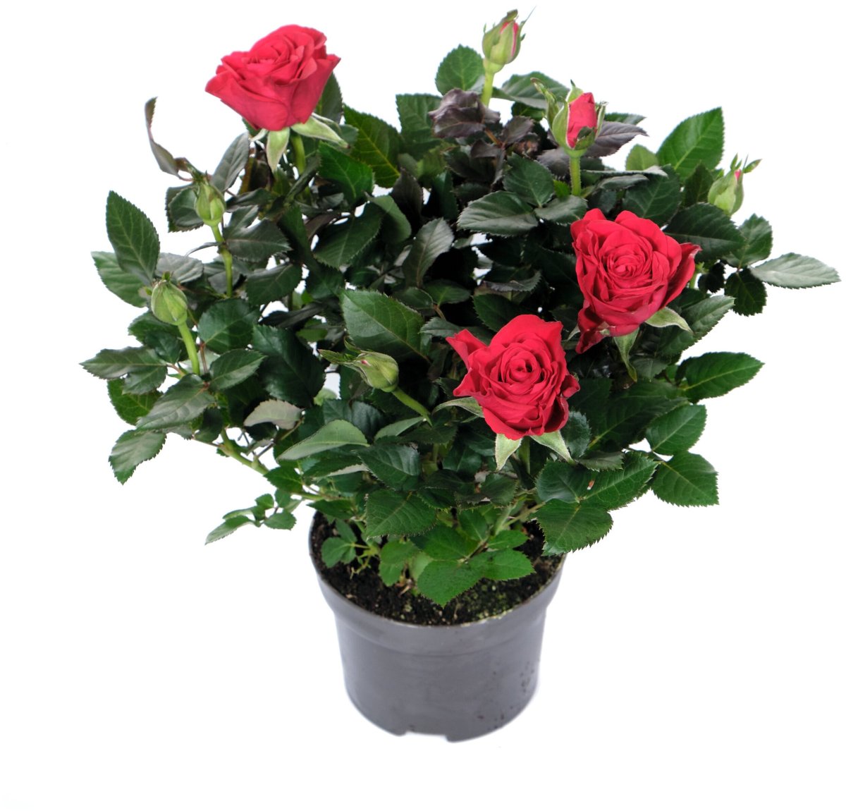 Роза Кордана (Rosa Kordana)