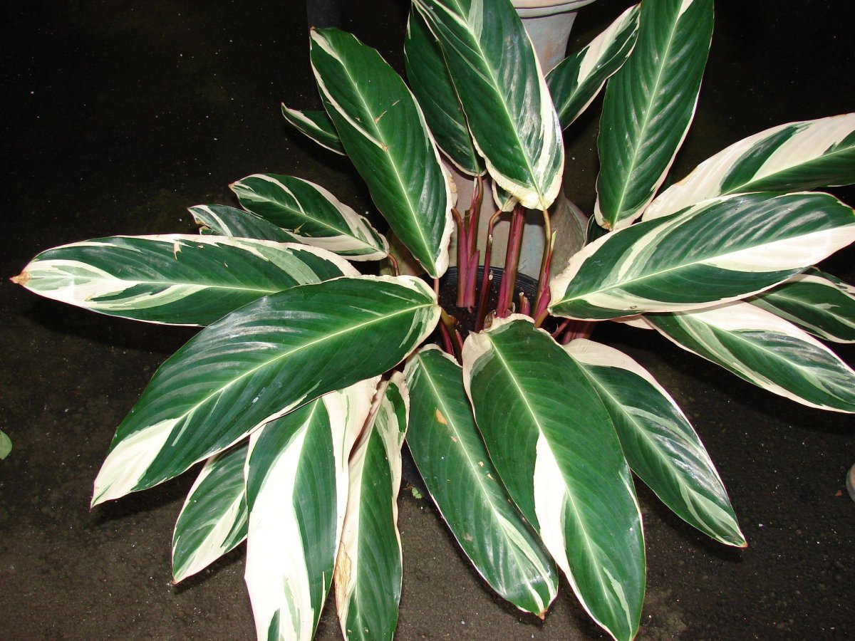 Диффенбахия Баузе (Dieffenbachia bausei)