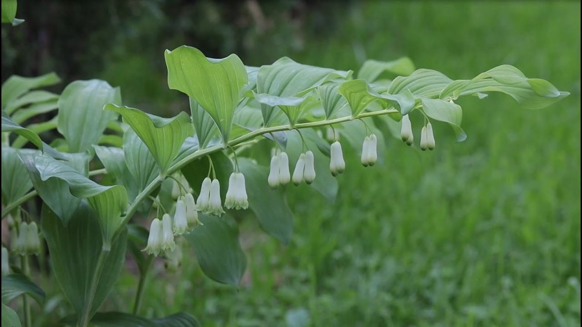 Polygonatum Roseum