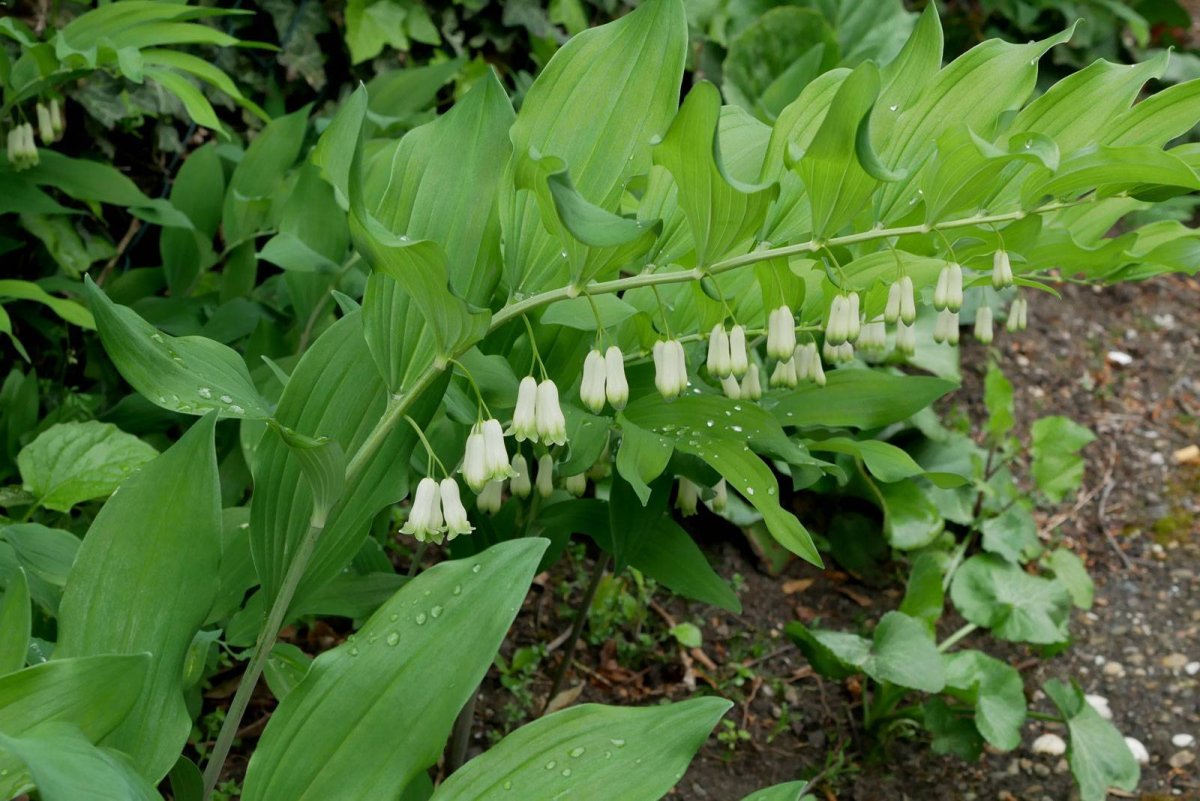 Купена odoratum