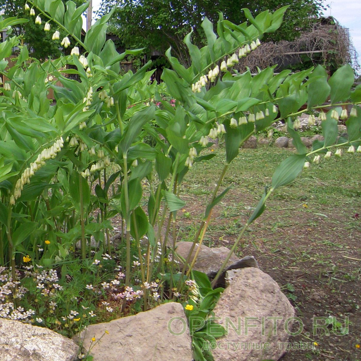 Дикий Ландыш купена