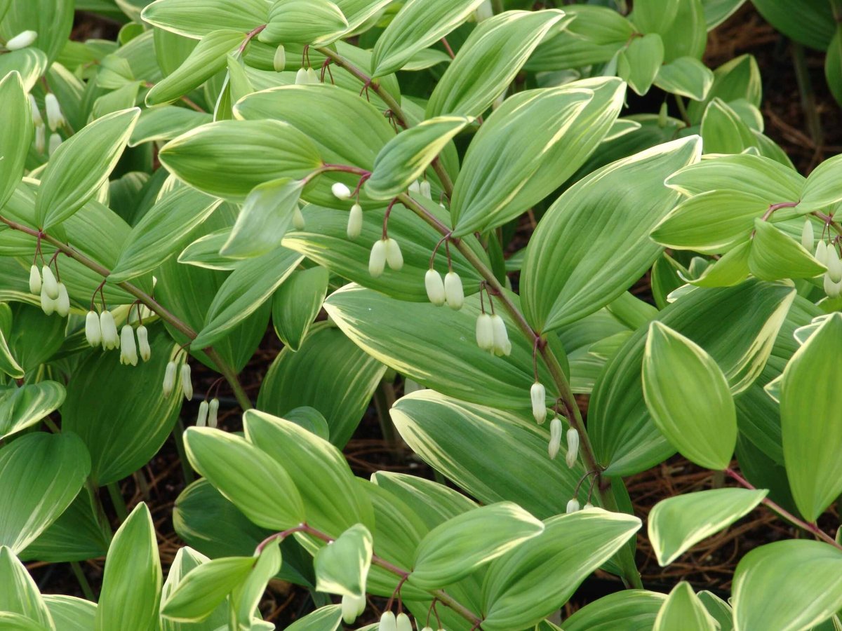 Купена многоцветковая – Polygonatum