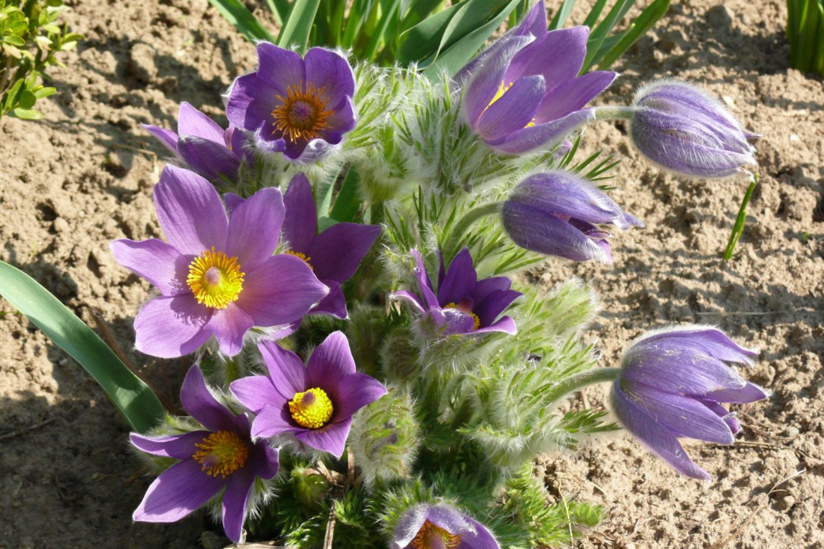 Прострел обыкновенный (Pulsatilla vulgaris)