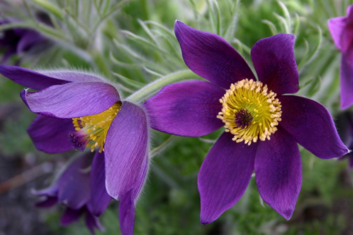 Anemone Pulsatilla цветок