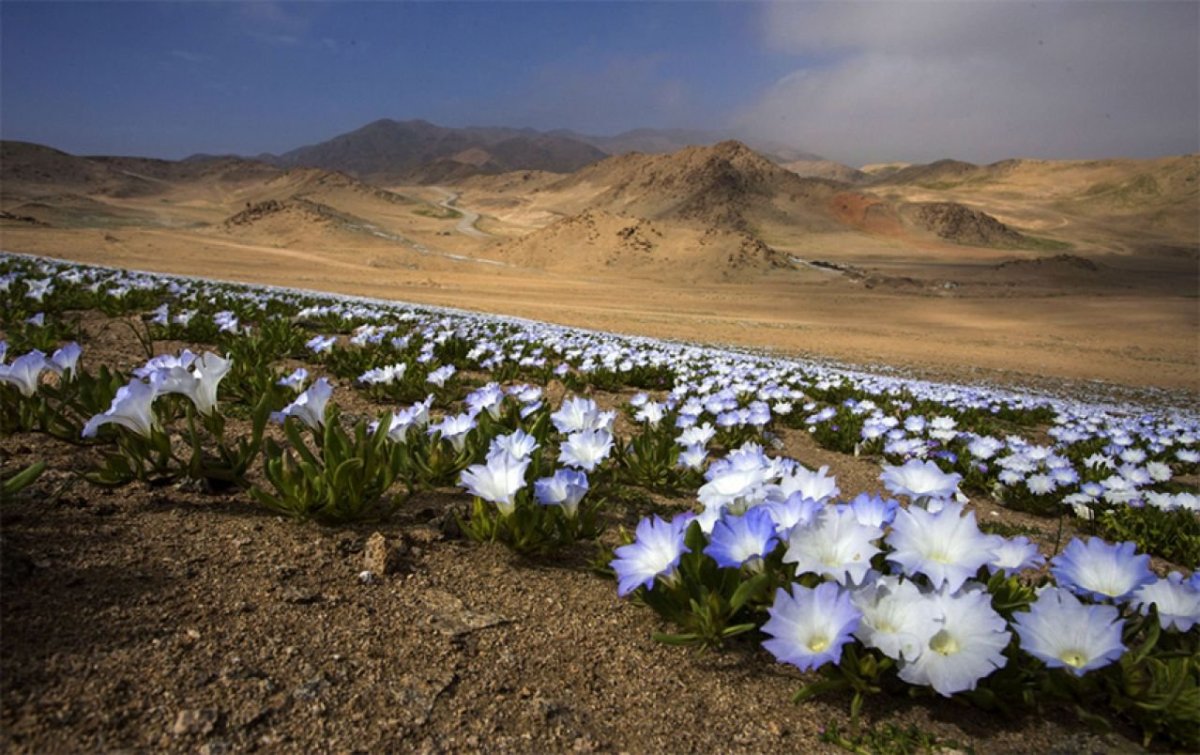 Sahara Desert растения