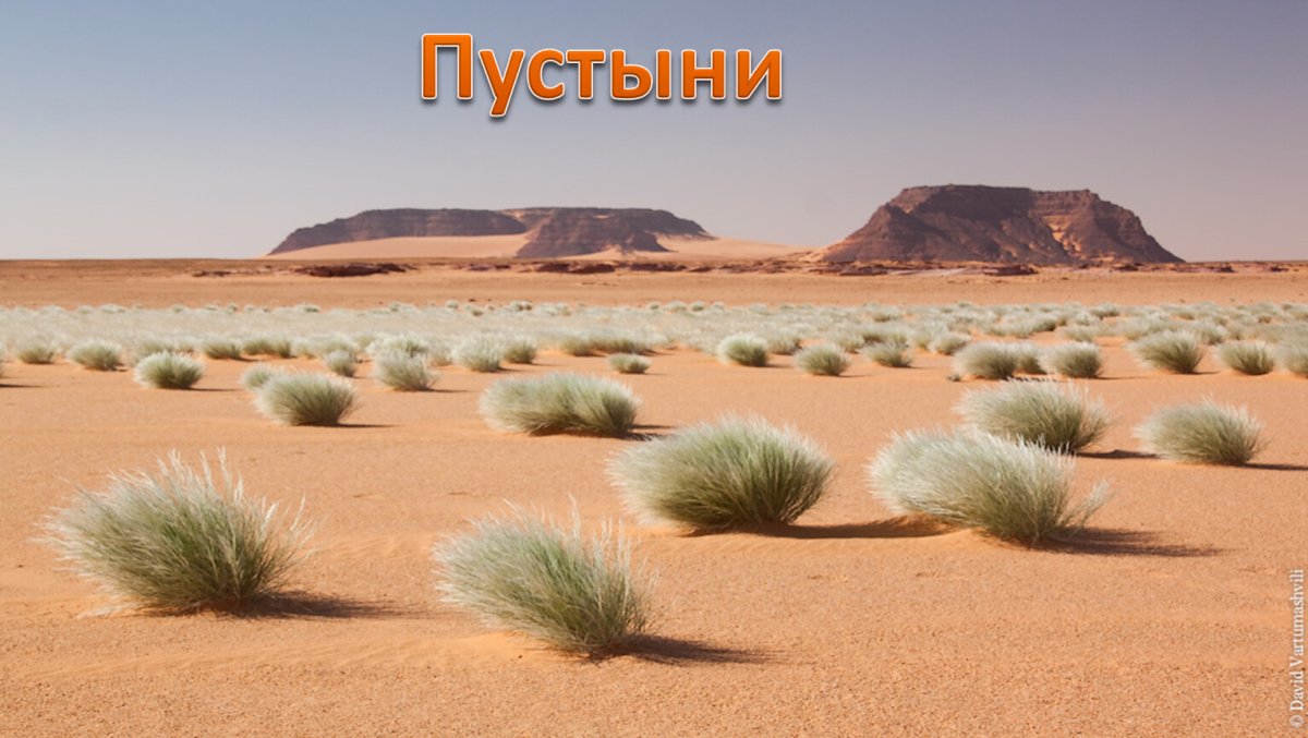Пустыни и полупустыни Африки растительный мир