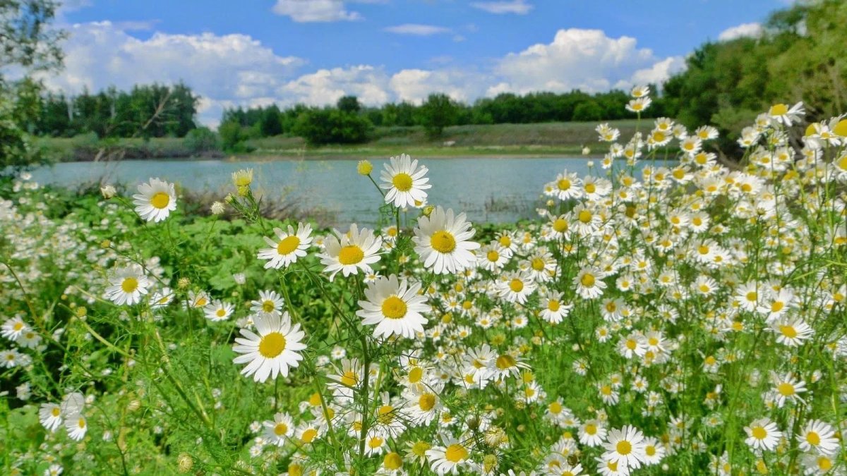 Июнь природа