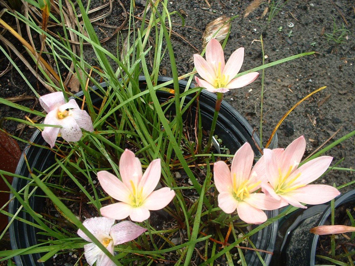 Цветы зефирантес