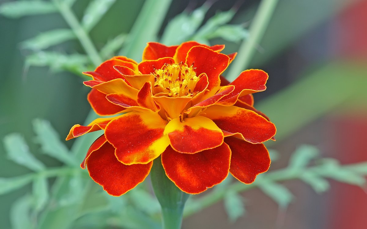 Бархатцы Tagetes patula