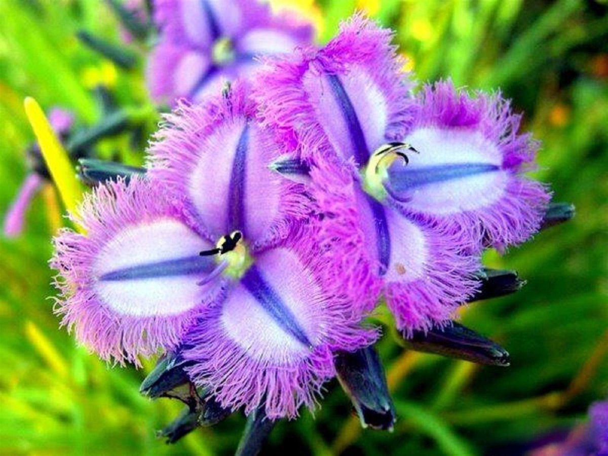 Thysanotus multiflorus