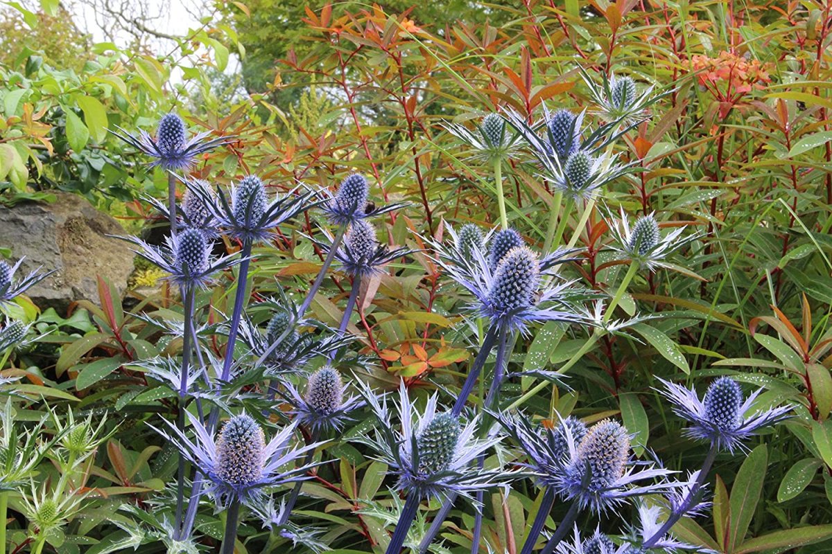 Синеголовник (Eryngium)