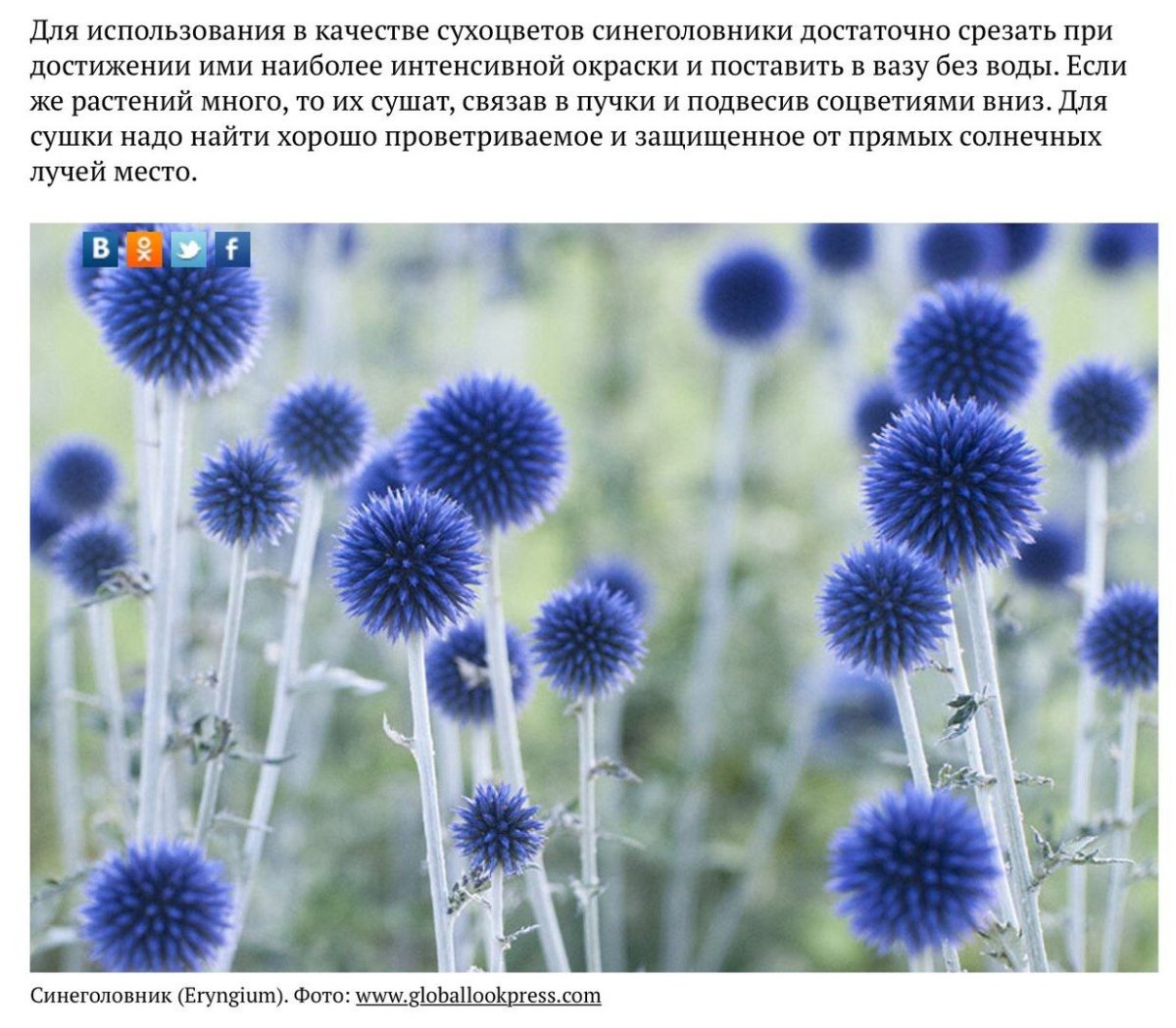 Мордовник сухоцвет