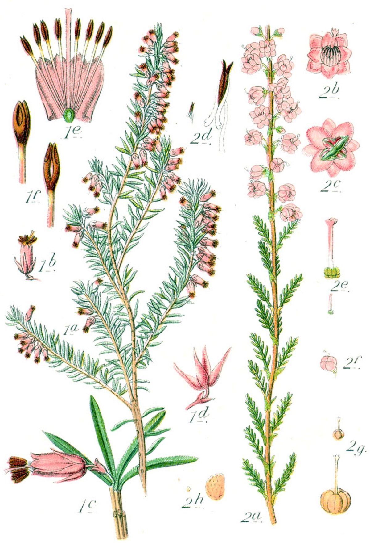 Erica ventricosa