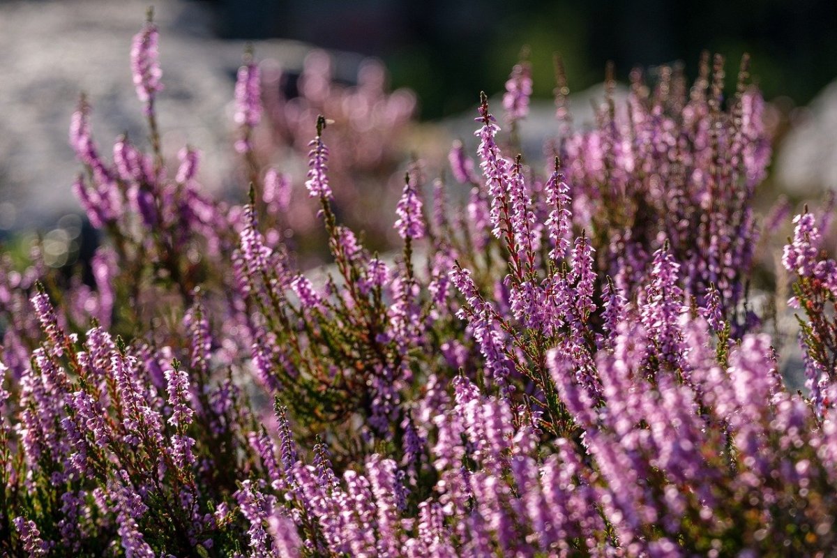 Ветки Calluna vulgaris