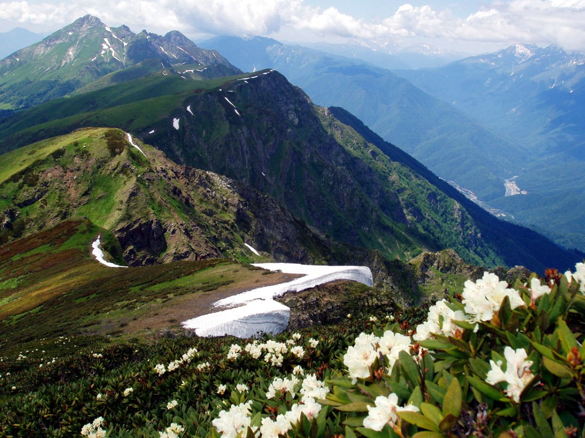 Красная Поляна Сочи горы рододендрон