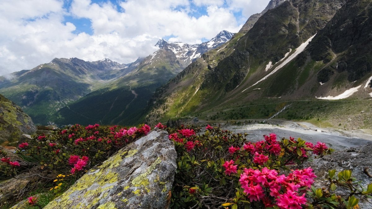 Эдельвейс красная Поляна