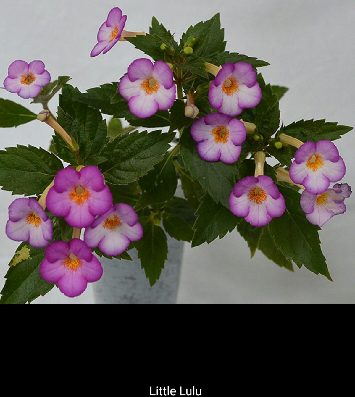 Achimenes longiflora