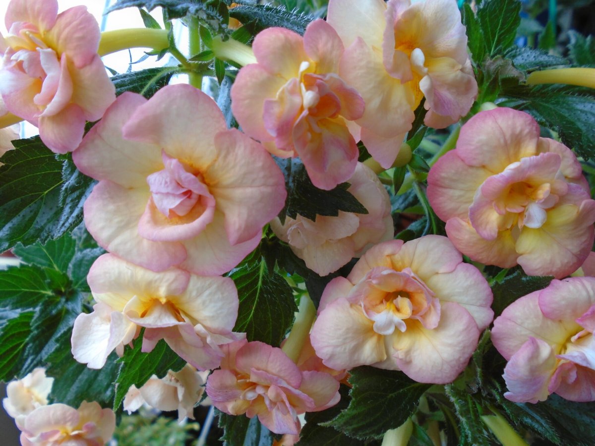 Ахименес Peach Blossom