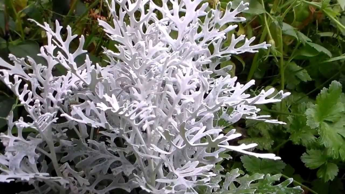 Цинерария Приморская cineraria maritima