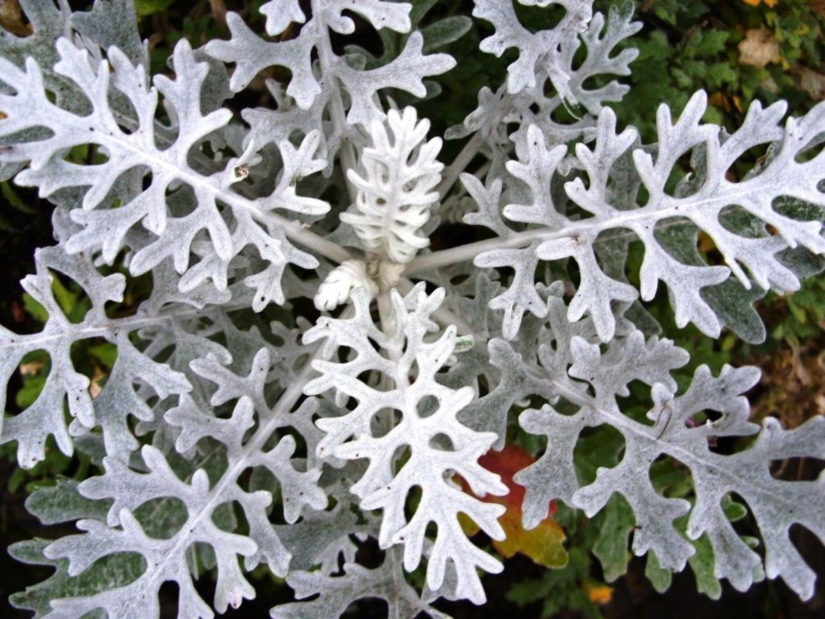 Цинерария Приморская (Senecio cineraria)