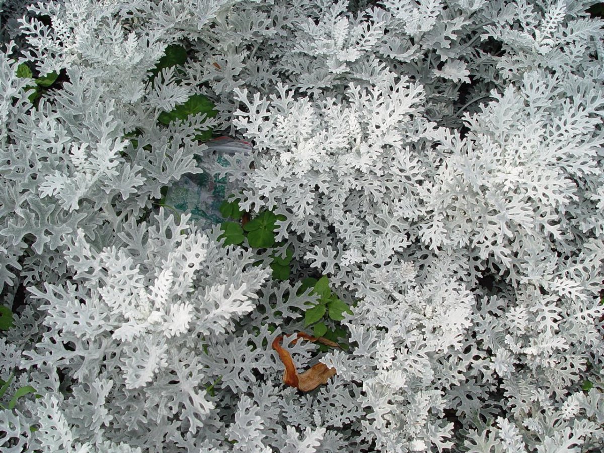 Цинерария Приморская cineraria maritima