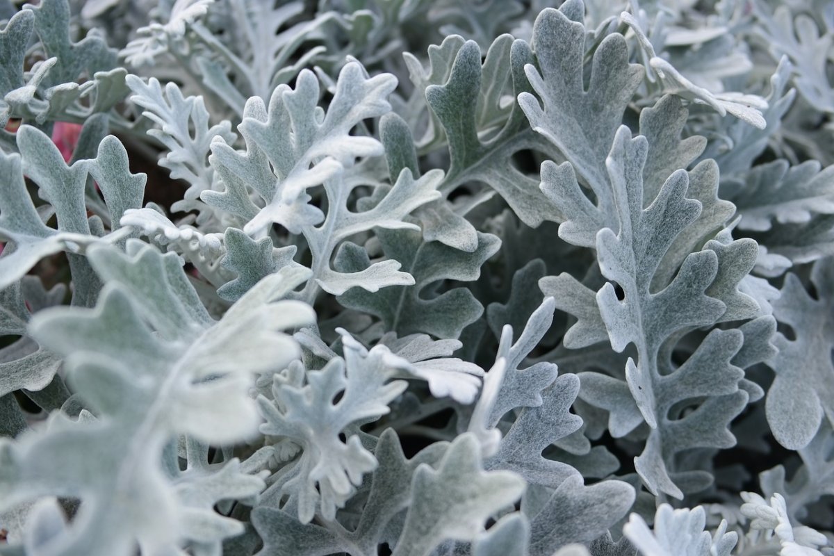 Цинерария Приморская (Senecio cineraria)