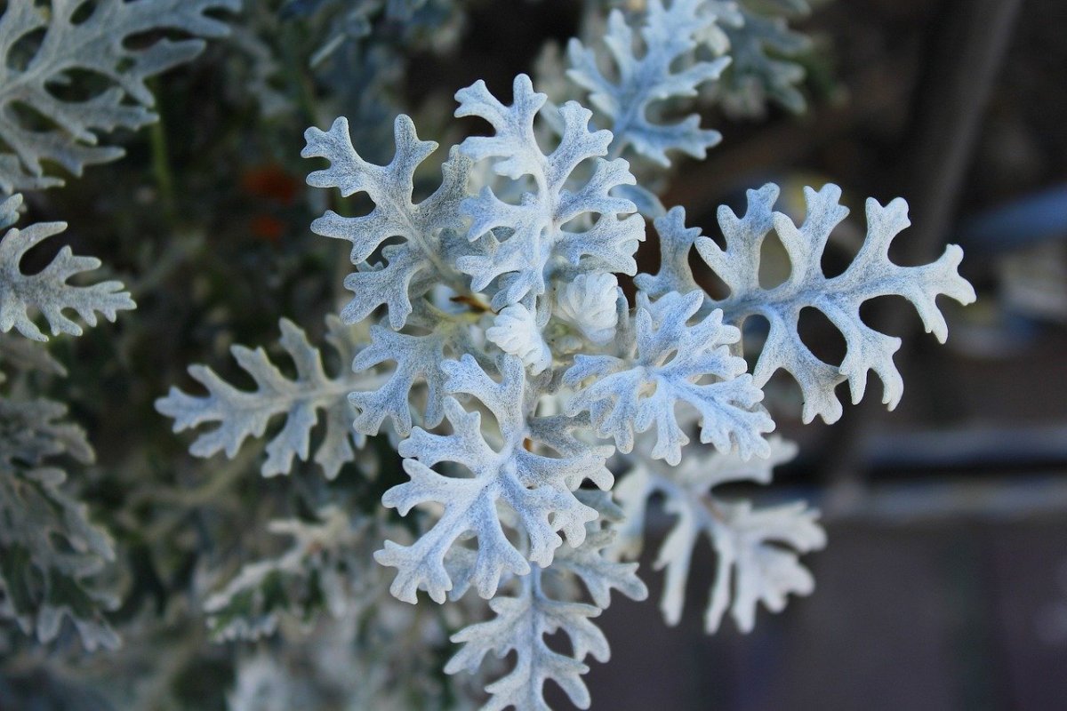 Цинерария Приморская cineraria maritima